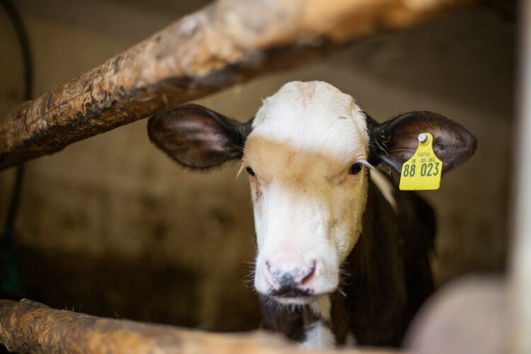 Landwirtschaft im Sauerland